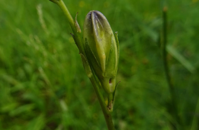 Campanula persicifolia - Campanulaceae